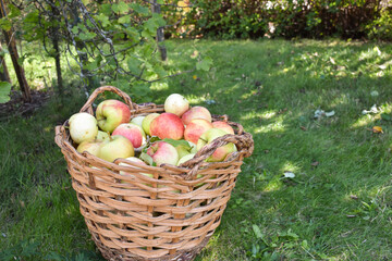 Newly harvested apples