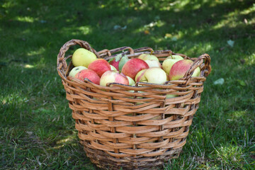 Harvested apples in a basket