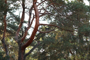 the tree in the park