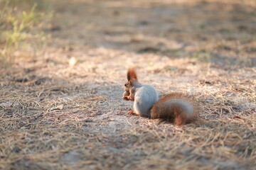 squirrel in the park