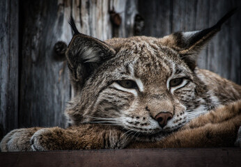 lynx in the snow