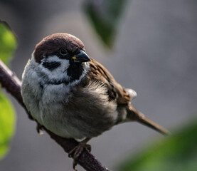 female house sparrow