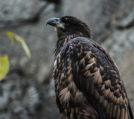 Fototapeta premium eagle on the rock