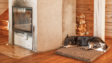A large black and white dog is lying by the fireplace.