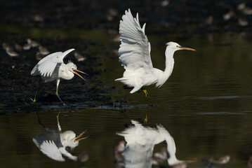 Juvenile Western reef heron chasing other for food at Tubli bay, Bahrain