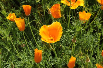 Orange "Californian Poppy" flower (or Golden Poppy, California Sunlight, Cup of Gold) in St. Gallen, Switzerland. Its Latin name is Eschscholzia Californica, native to California and Oregon in USA.