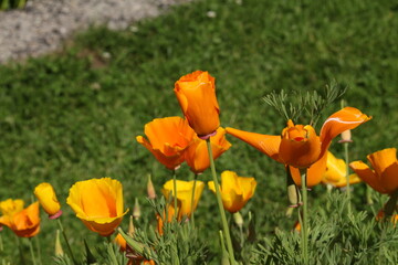 Orange "Californian Poppy" flower (or Golden Poppy, California Sunlight, Cup of Gold) in St. Gallen, Switzerland. Its Latin name is Eschscholzia Californica, native to California and Oregon in USA.