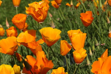 Orange "Californian Poppy" flower (or Golden Poppy, California Sunlight, Cup of Gold) in St. Gallen, Switzerland. Its Latin name is Eschscholzia Californica, native to California and Oregon in USA.