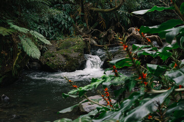 Tropical forest with river and rocks of Azores Islands, Portugal