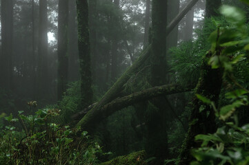 Foggy and rainy forest of  Azores Islands, Portugal