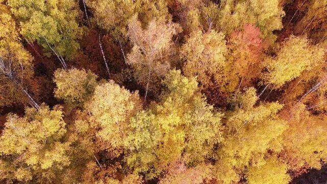 Aerial top down landscape view over yellow autumn forest with birch trees during sunset, Samara, Russia