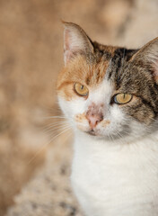 Portrait of a cute cat watching into the camera. Yellowish eyes