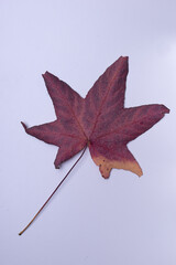 autumn leaf
