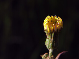 roślina makro przyroda natura flora ogród © Piotr