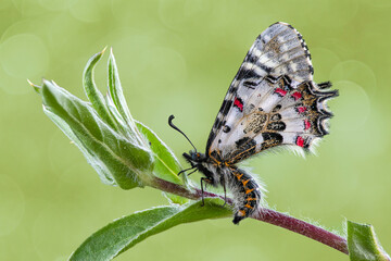 Macro of eastern festoon