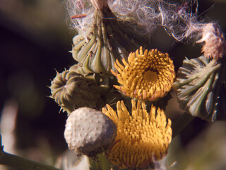 roślina makro przyroda natura flora ogród © Piotr