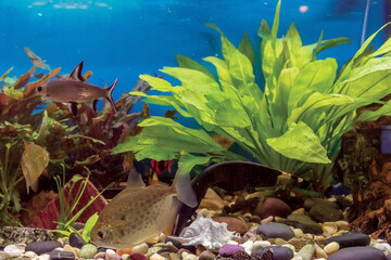 Aquarium fish in a freshwater aquarium.