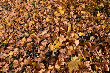 Fallen yellow and brown maple leaves. Black spots on the leaves. Autumn foliage on the ground.
