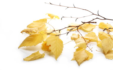 Naklejka premium Yellow autumn dry leaves birch isolated on white background