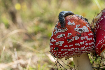 Mushroom Amanita Muscaria close up in fall autumn forest
