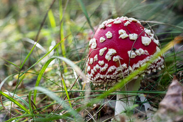 Mushroom Amanita Muscaria close up in fall autumn forest