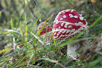 Mushroom Amanita Muscaria close up in fall autumn forest