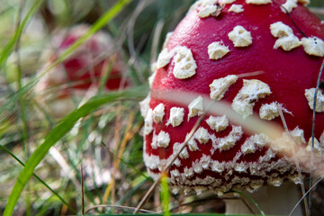 Mushroom Amanita Muscaria close up in fall autumn forest