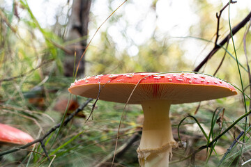 Mushroom Amanita Muscaria close up in fall autumn forest