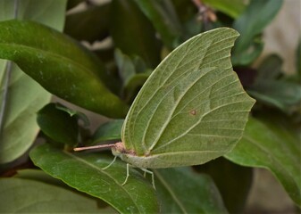 limonera gonepteryx
