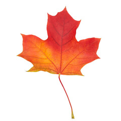 Leaf texture. Orange red maple autumn leaf isolated on white. Close-up details of maple leaf.