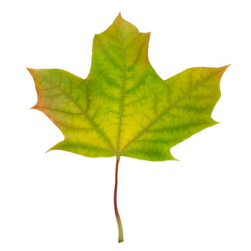 Yellow green autumn maple leaf isolated on white. Leaf texture