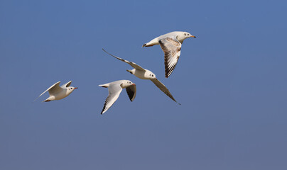 Flock Seagulls on a background of blue sky ..
