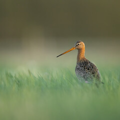 Black-tailed godwit in Biebrza National park