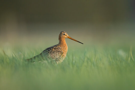 Black-tailed godwit in Biebrza National park