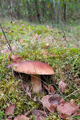 porcini mushroom in a natural natural environment against a background of fallen leaves and moss, close-up