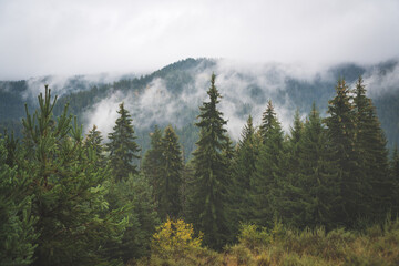 fog in the evergreen pine forest