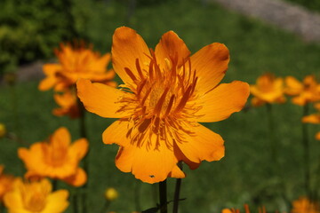 Yellow-orange 