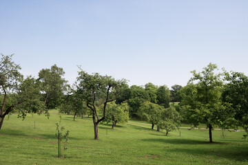 Apple tree in the field