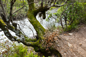 Le Fango (Fangu en corse) est un petit fleuve c&ocirc;tier fran&ccedil;ais de l'&icirc;le de Corse.