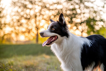 Cute adorable intelligent dog breed border collie in autumn park. Beautiful bokeh in background, colorful.
