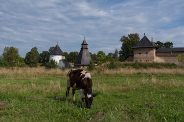 Cow on meadow. At background Tararygin tower, tower of the Upper Grids and Taylovskaya tower with...