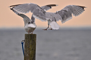 Two seagulls ar batteling and flying at a seat on a blue wooden pole, in bright dusk light