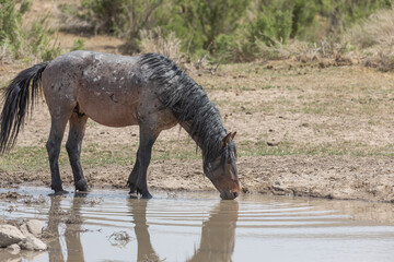 Fototapeta premium Wild orse at a Desert Waterhole in Utah