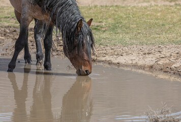 Wild Horse at a Waterhole in the Utah Desert