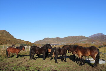 Horses enjoying the sun on Lofoten Islands in Norway