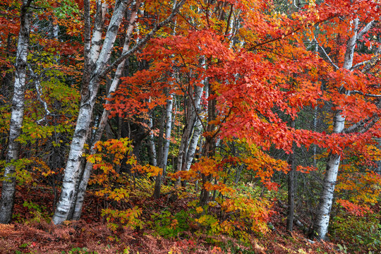 Colorful Maple and Silver birch trees in Michigan upper peninsula