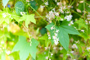 Green leaves and white hop flowers