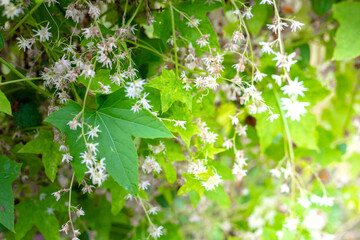 Green leaves and white hop flowers