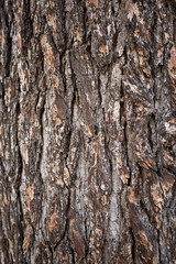 Cedrus deodara