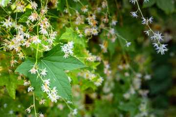 Green leaves and white hop flowers
